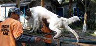 Our Misson SAR Dogs Nepal Our Misson